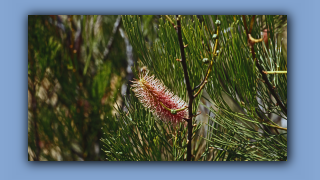 1993_WA_D05-15-28_Flaschenbuersten-Grevillea (Grevillea paradoxa).jpg